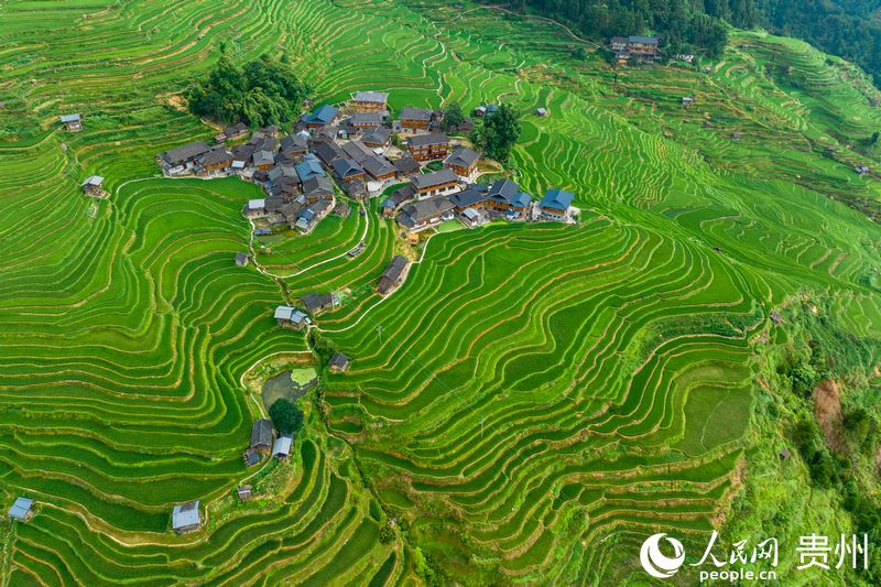 航拍加榜梯田。人民網(wǎng)記者 涂敏攝.jpg 航拍加榜梯田。人民網(wǎng)記者 涂敏攝.jpg