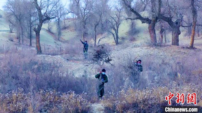 通過實(shí)施中幼林修枝撫育工作，保證了新疆尉犁縣森林資源健康持續(xù)發(fā)展?！☆櫽滦?攝