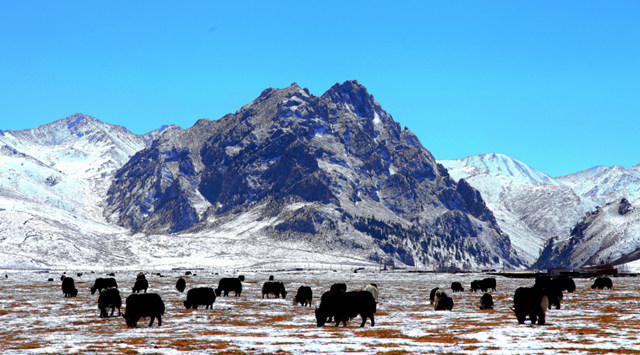 圣潔海南。青海省文化和旅游廳供圖