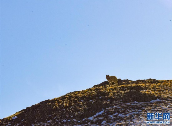 (新華全媒頭條·圖文互動)(4)跨越半個世紀的生命遷徙——西藏極高海拔生態(tài)搬遷破解人與自然共生難題