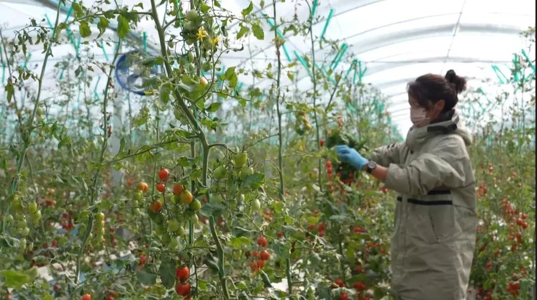 農牧民群眾在“植物工廠”務工。萬李攝