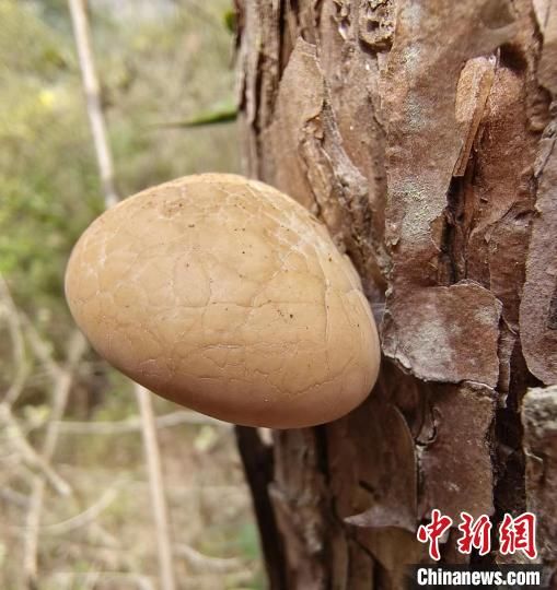 圖為秦嶺隱孔菌?!?陜西理工大學(xué)供圖) 圖為秦嶺隱孔菌。 (陜西理工大學(xué)供圖)