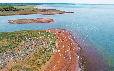 遺鷗在湖心島上空飛翔。