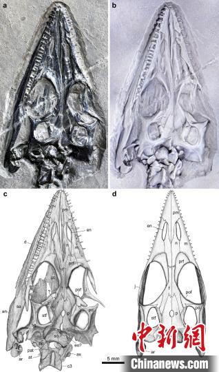 “長尾紅河龍”頭骨及復原圖?!⌒旃廨x 供圖 點擊進入下一頁