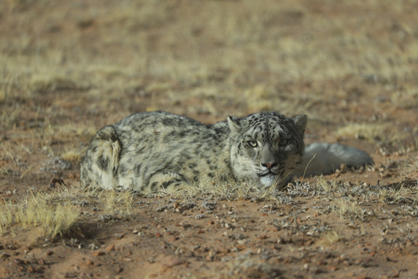 雪豹。三江源國家公園供圖