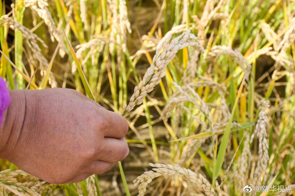 塔克拉瑪干沙漠海水稻再獲豐收 塔克拉瑪干沙漠海水稻再獲豐收