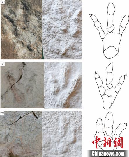 牛氏亞洲足跡(新種)野外化石照片、模型及線條圖(比例尺為20 cm):(a)正型標(biāo)本,(b)副型標(biāo)本,(c)歸入標(biāo)本。汪筱林團(tuán)隊(duì) 供圖 點(diǎn)擊進(jìn)入下一頁