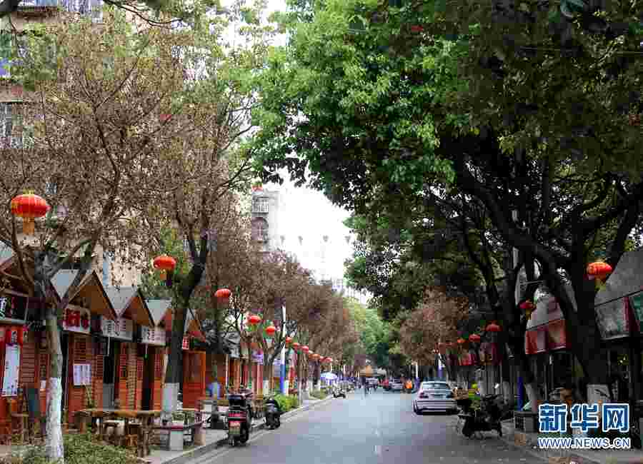 13種植物進(jìn)入昆明綠化樹禁止名單