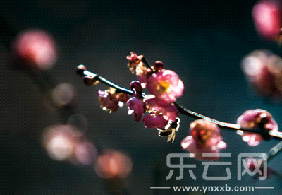 黑龍?zhí)丁R恢t梅傲然霜雪,迎風(fēng)怒放。