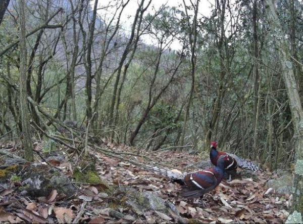 國家一級(jí)重點(diǎn)保護(hù)野生動(dòng)物黑頸長尾雉。貴州省林業(yè)局供圖