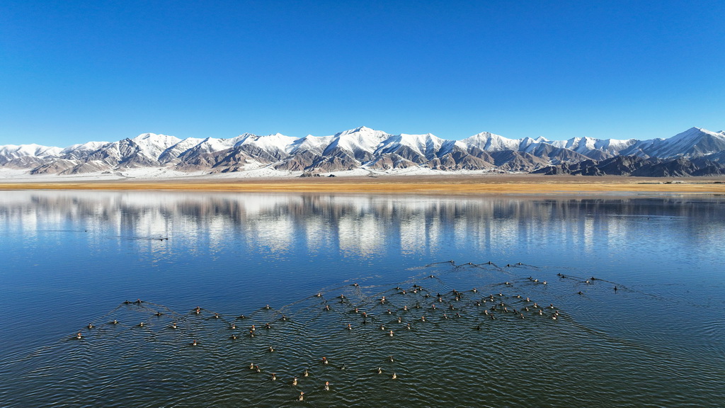 2023年10月18日，在新疆阿爾金山國(guó)家級(jí)自然保護(hù)區(qū)，針尾鴨等水鳥(niǎo)在依協(xié)克帕提湖棲息（無(wú)人機(jī)照片）。新華社記者 李響 攝