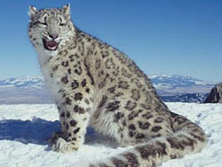 青海：牧民拍攝三只雪豹進食 游戲