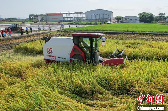 廣西貴港市港北區(qū)大圩鎮(zhèn)新建村,一臺(tái)無(wú)人駕駛的水稻收獲機(jī)在田間自動(dòng)作業(yè)。(資料圖)中新社記者 陳冠言 攝