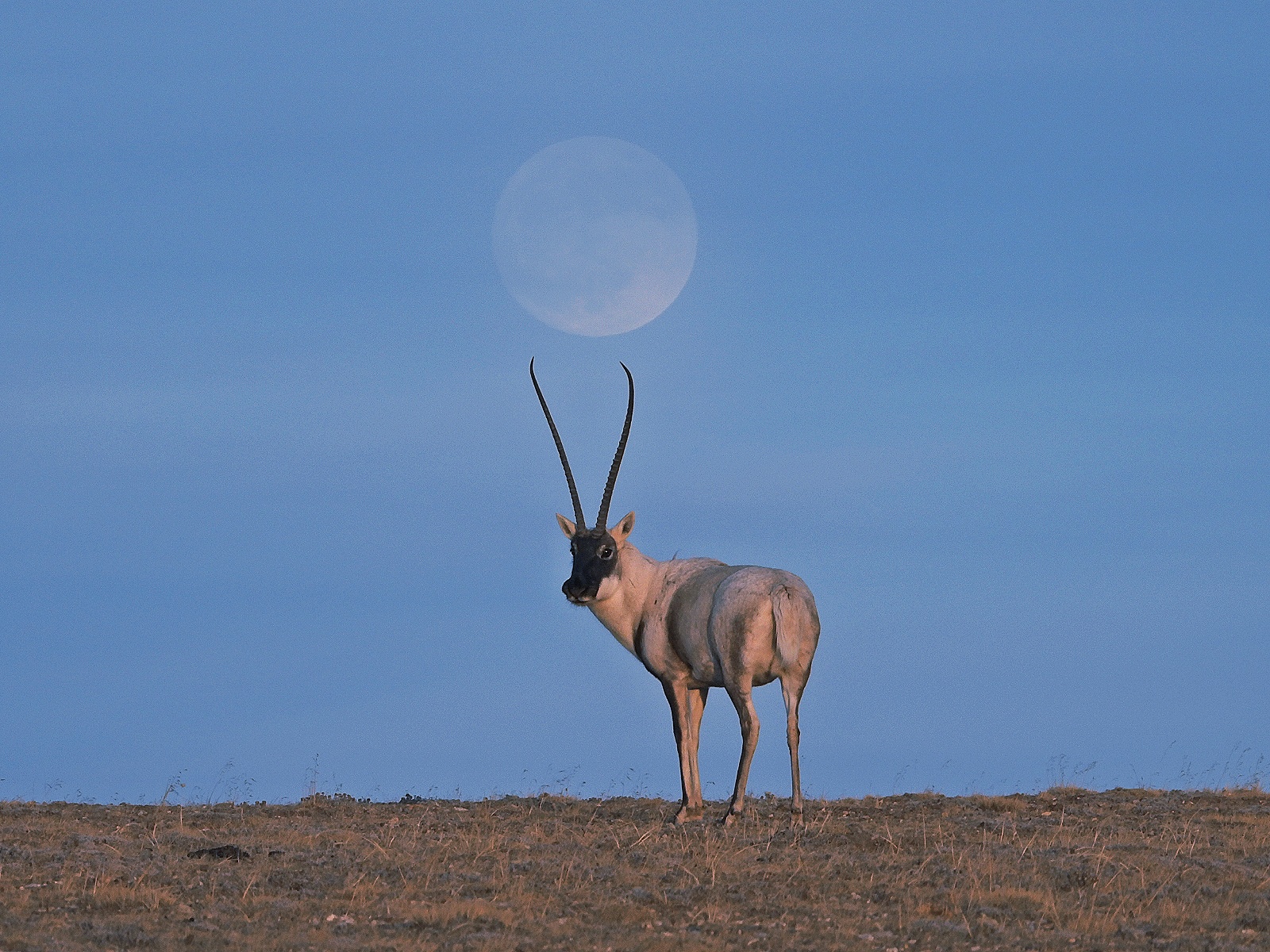 藏羚羊回眸。三江源國家公園供圖
