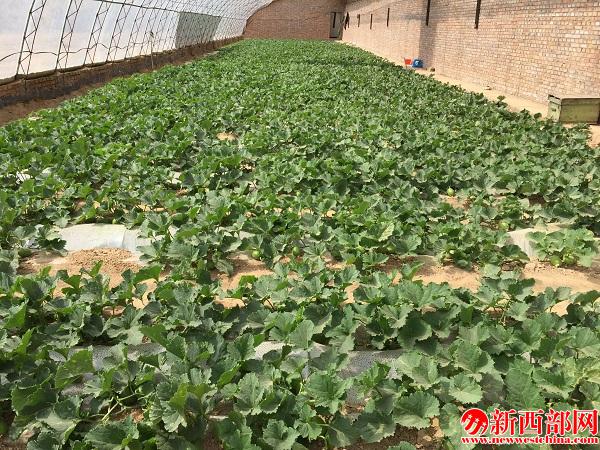 王家坬大棚采??jpg