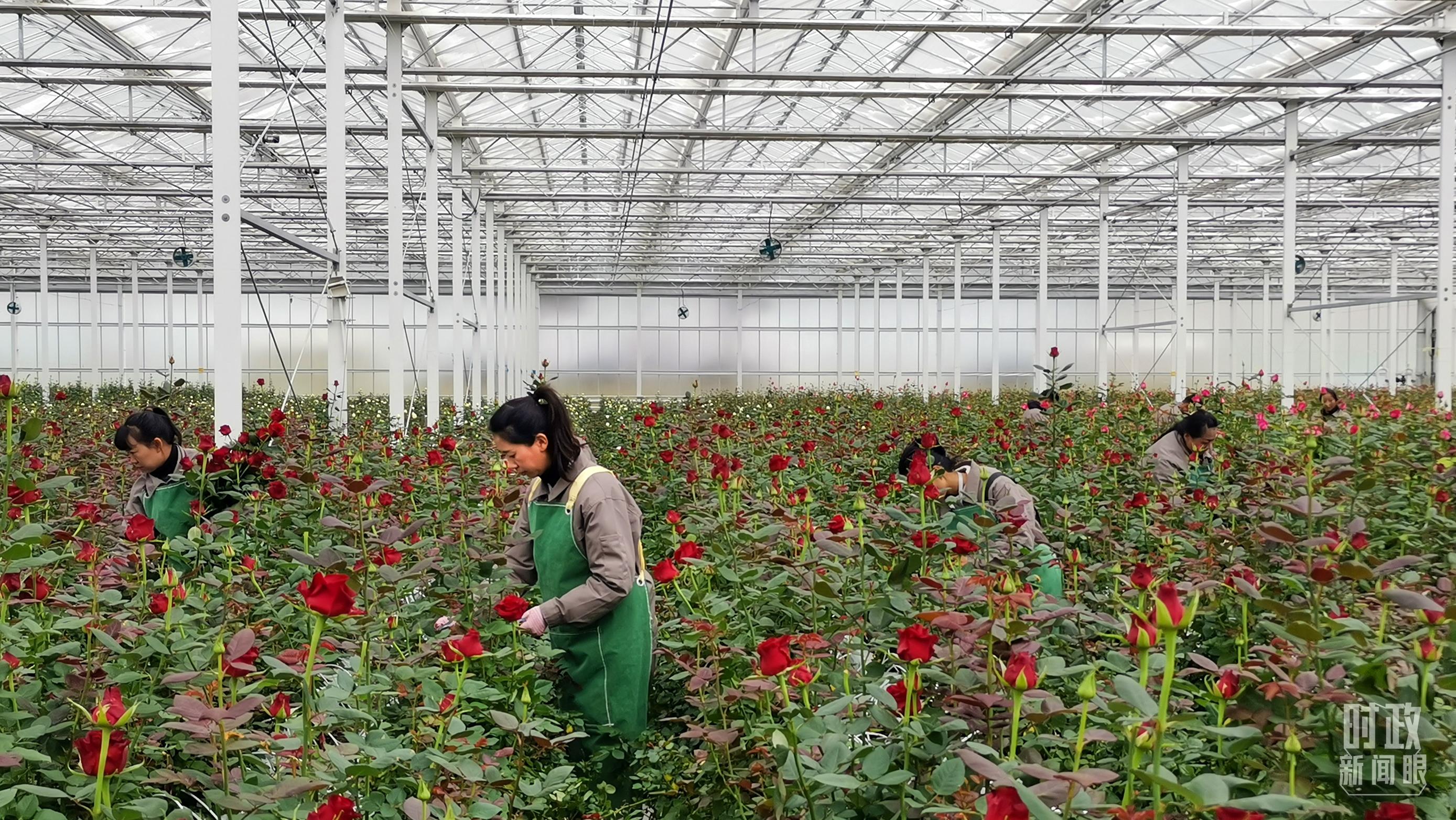 習(xí)近平赴云南麗江考察，關(guān)注這座名城的“古與今”