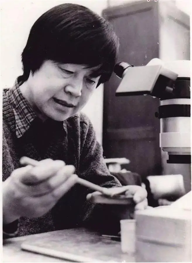 張彌曼在修理化石（圖片來源：中國科協(xié)）