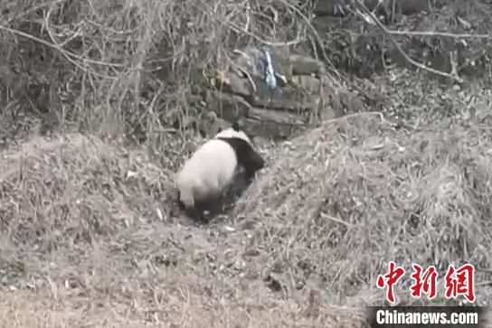 圖為野生大熊貓現(xiàn)身“熊貓村”。張忠平供圖