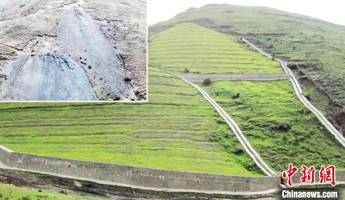 若爾蓋草原植被恢復(fù)治理對(duì)比圖?!∷拇ㄊ∩鷳B(tài)環(huán)境廳 供圖 若爾蓋草原植被恢復(fù)治理對(duì)比圖?!∷拇ㄊ∩鷳B(tài)環(huán)境廳 供圖