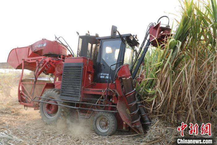 12月5日，在廣西來賓，“90后”村民余才庫駕駛農(nóng)機收割甘蔗。韋鑫 攝