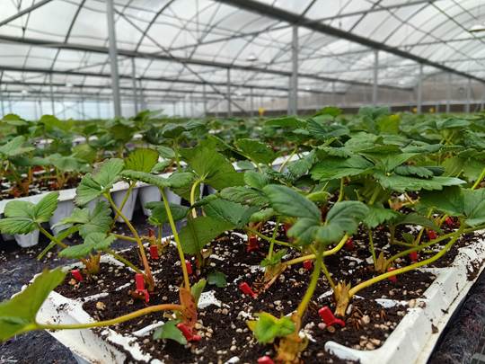 圖示, 示意圖

中度可信度描述已自動生成:ver1