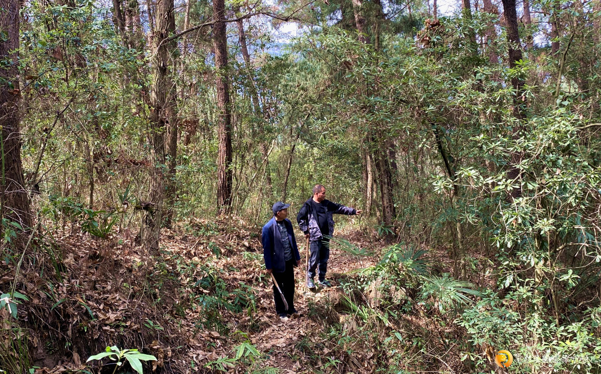 護(hù)林員巡山。