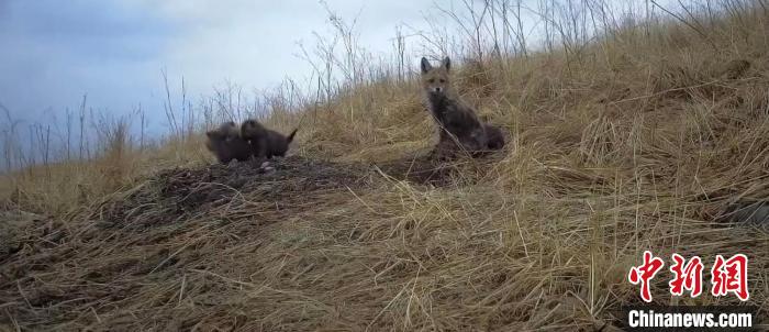 圖為紅外相機(jī)拍攝到的赤狐撫育幼崽畫面。祁連山國家公園青海省管理局供圖 祁連山國家公園青海省管理局供圖 攝