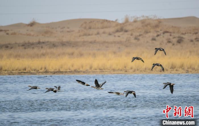 2022年3月下旬,甘肅敦煌,國家二級重點保護野生動物白額雁等雁屬鳥類在濕地棲息。(資料圖) 王斌銀 攝 2022年3月下旬,甘肅敦煌,國家二級重點保護野生動物白額雁等雁屬鳥類在濕地棲息。(資料圖) 王斌銀 攝