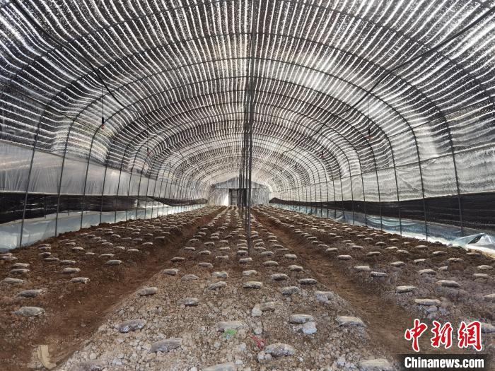 重慶松坤菌草科技有限公司羊肚菌培育車間?!钊A兵 攝 重慶松坤菌草科技有限公司羊肚菌培育車間?!钊A兵 攝