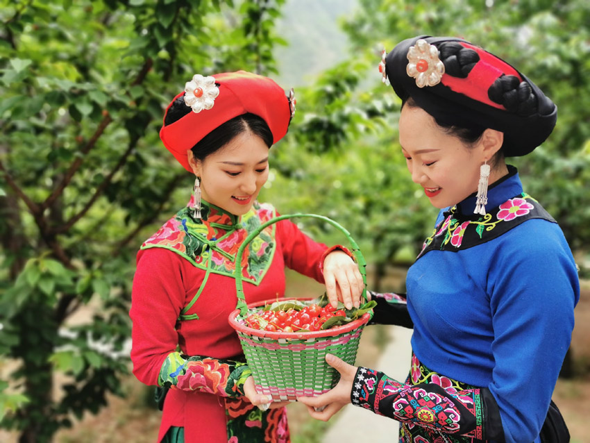 汶川大櫻桃,永現(xiàn)中國紅。汶川縣融媒體中心供圖 汶川大櫻桃,永現(xiàn)中國紅。汶川縣融媒體中心供圖