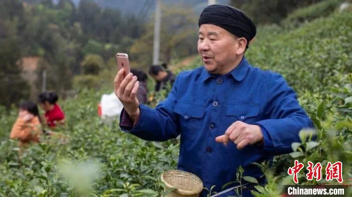 恩施州利川市毛壩鎮(zhèn)茶農(nóng)直播采茶。杭州對口支援局 供圖 恩施州利川市毛壩鎮(zhèn)茶農(nóng)直播采茶。杭州對口支援局 供圖