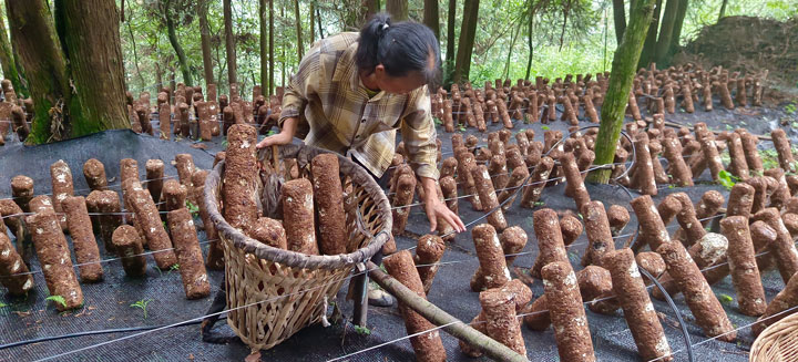 習(xí)水縣二里鎮(zhèn)井壩村林下種植馬桑菌。袁賽英攝