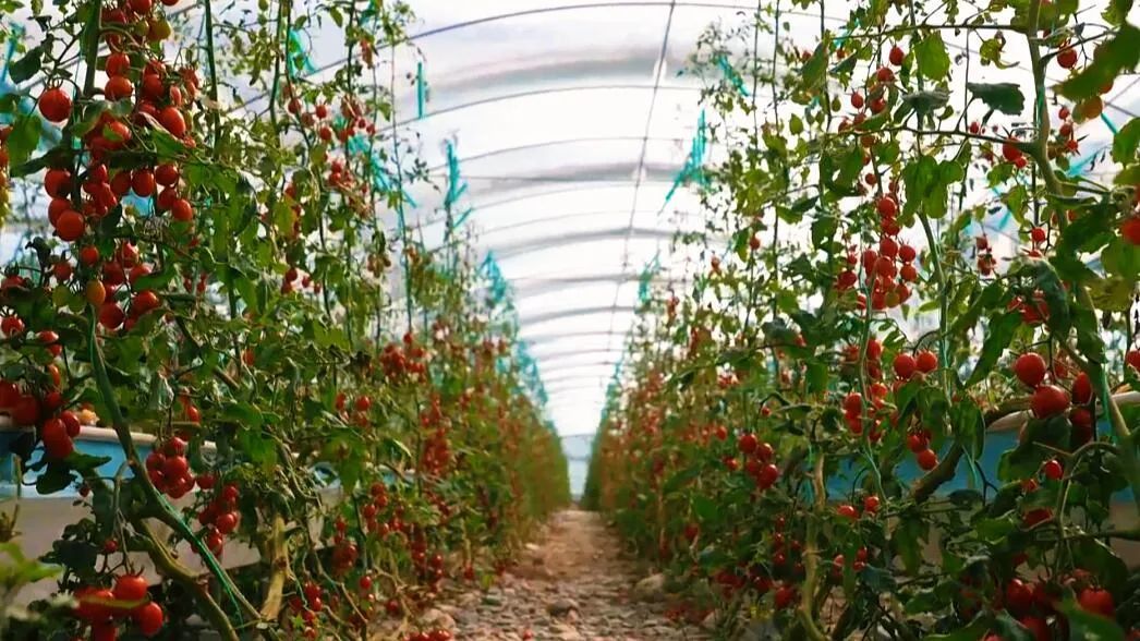 圣女果綴滿枝頭。萬李攝