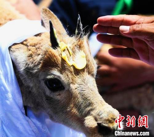 可可西里索南達杰野生動物救護中心已救護各類動物600余只