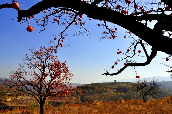 高原秋色(劉宇杰 攝).jpg