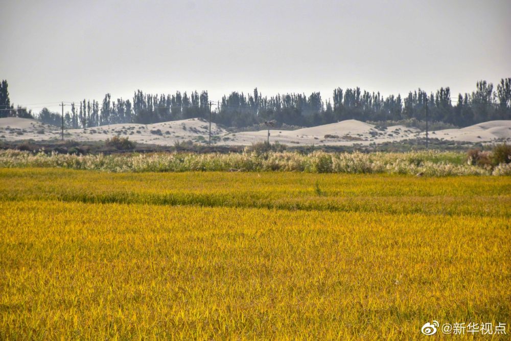 塔克拉瑪干沙漠海水稻再獲豐收 塔克拉瑪干沙漠海水稻再獲豐收