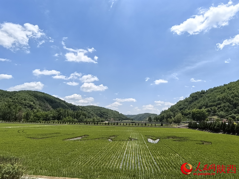 眼前的南泥灣，稻田青青，如詩如畫。人民網(wǎng)記者 賈凱璐攝