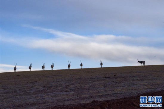 (新華全媒頭條·圖文互動)(1)跨越半個世紀的生命遷徙——西藏極高海拔生態(tài)搬遷破解人與自然共生難題