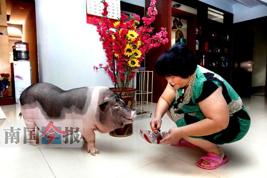 網(wǎng)友曬出家養(yǎng)搞怪寵物樂事 寵物豬養(yǎng)成大肥豬(圖)