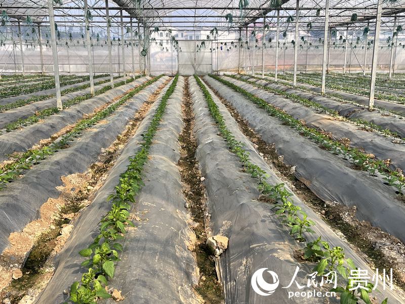 開陽縣臨江村蔬菜抓保供。人民網 陳潔泉攝