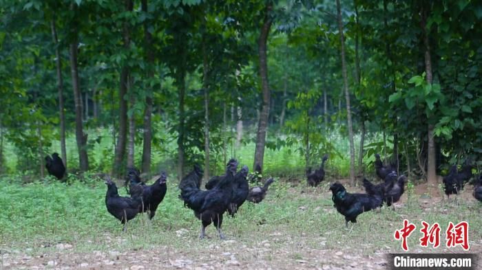 陜西省漢中市略陽縣林下養(yǎng)殖的烏雞?!趶?攝 陜西省漢中市略陽縣林下養(yǎng)殖的烏雞?!趶?攝
