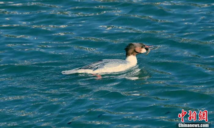 圖為中華秋沙鴨 何杉 供圖 點(diǎn)擊進(jìn)入下一頁