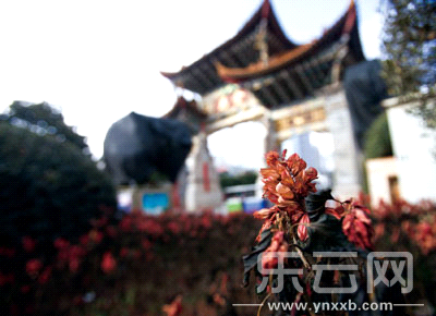 金馬碧雞坊。一叢鮮花被霜雪凍蔫了,遠(yuǎn)處是被塑料遮陰材料罩著的高大樹種——它還孕育著盎然的生機(jī)。