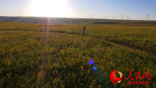 秋天的輝騰錫勒草原