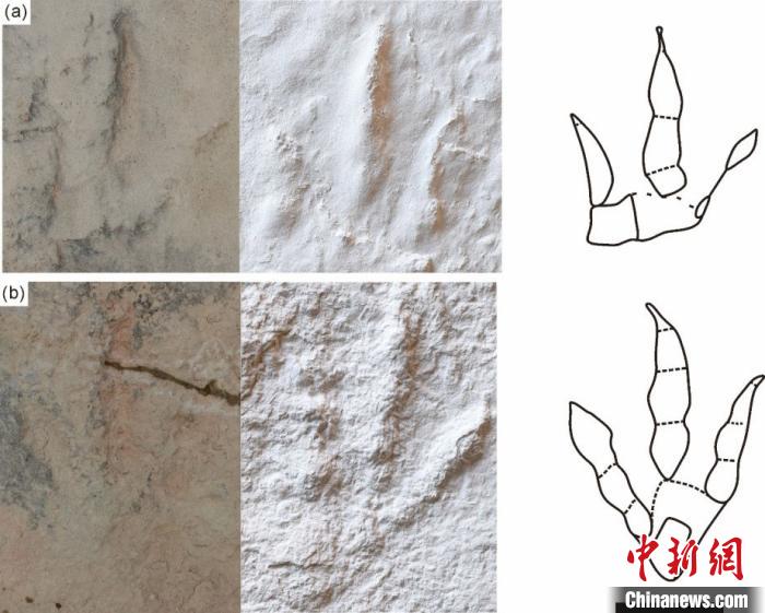 跟墊亞洲足跡野外化石照片、模型及線條圖(比例尺為10cm)。汪筱林團(tuán)隊(duì) 供圖 點(diǎn)擊進(jìn)入下一頁