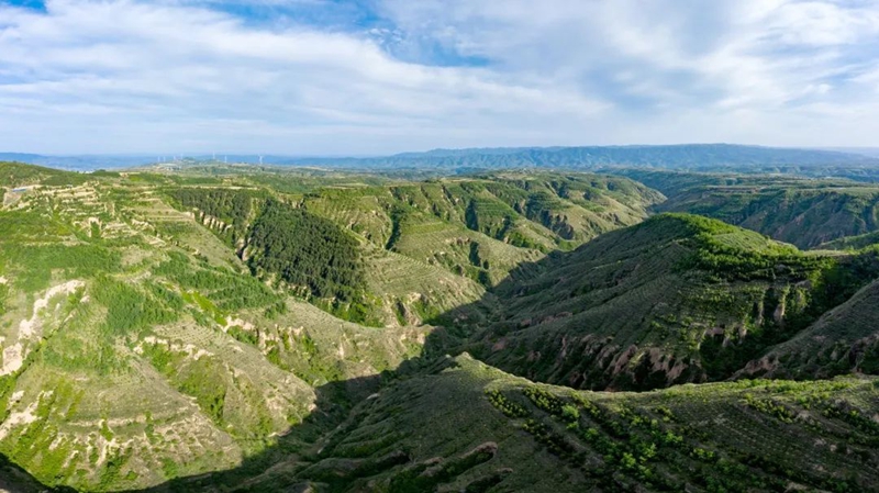 宜川縣“三北”工程區(qū)。受訪者供圖 宜川縣“三北”工程區(qū)。受訪者供圖