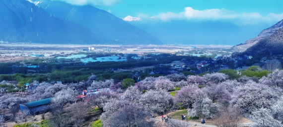 春天桃花盛開的嘎拉村。 人民網(wǎng) 李海霞攝 點擊進入下一頁
