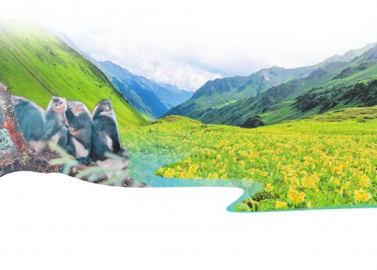 滇金絲猴 新華社記者 王冠森 攝 高黎貢山高山花海 供圖 滇金絲猴 新華社記者 王冠森 攝 高黎貢山高山花海 供圖