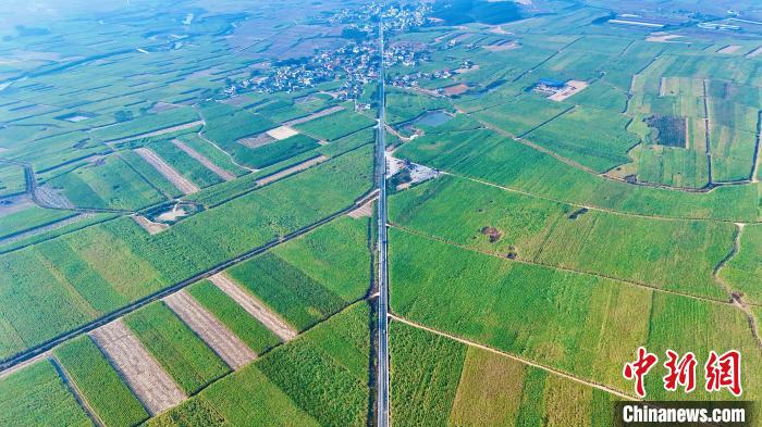 12月5日，航拍來賓市國家現(xiàn)代農(nóng)業(yè)產(chǎn)業(yè)園黃安優(yōu)質(zhì)“雙高”糖料蔗基地。覃飛翔 攝