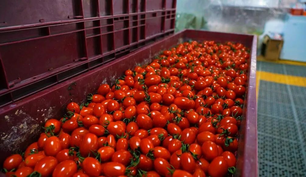 色澤飽滿的圣女果。萬李攝